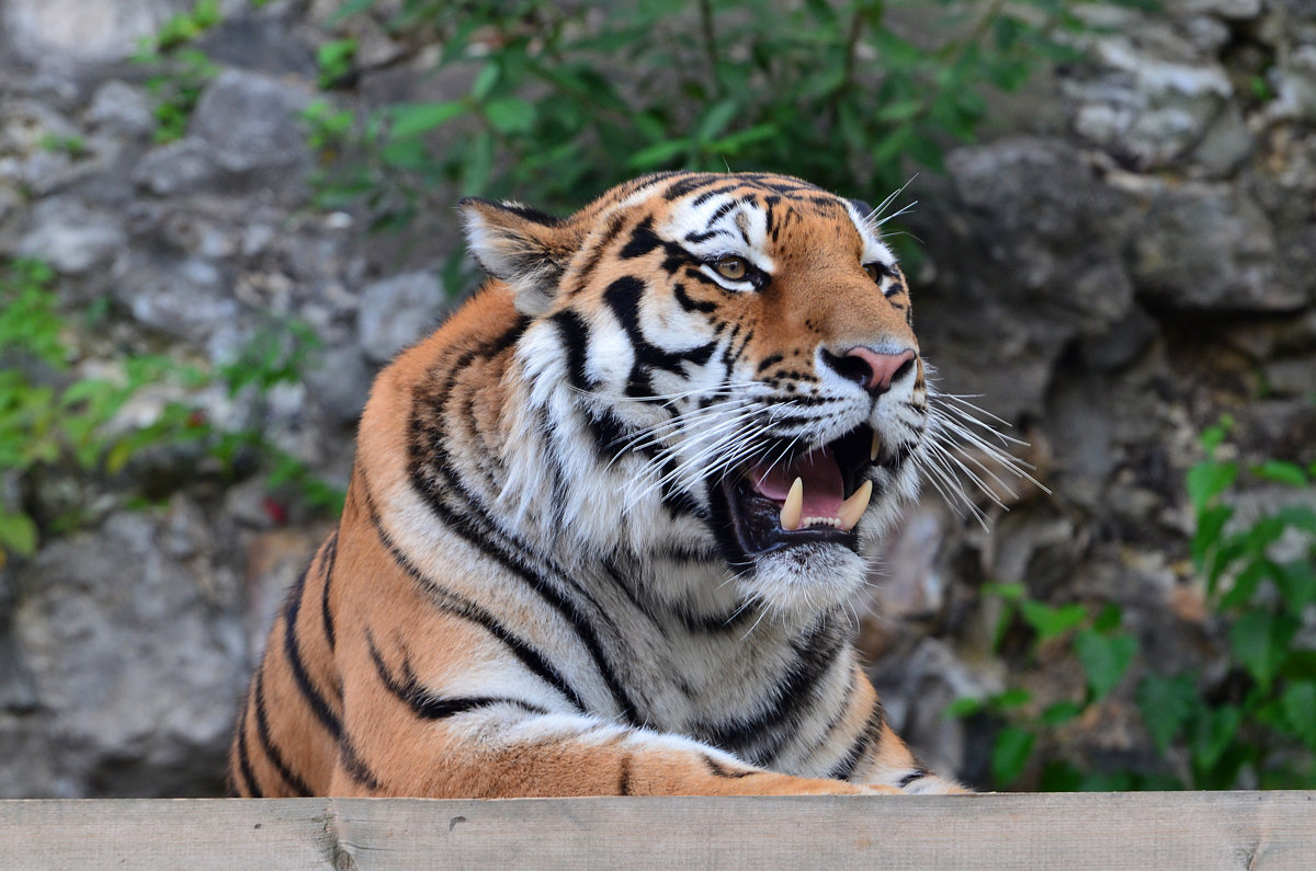 ... - Наташа ***** ... - Наташа *****