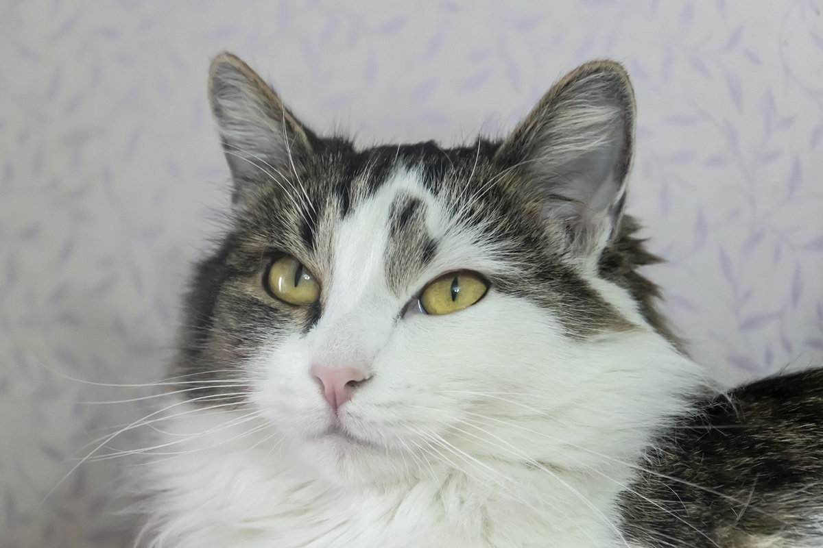 Талечка - Игорь Герман Талечка - Игорь Герман