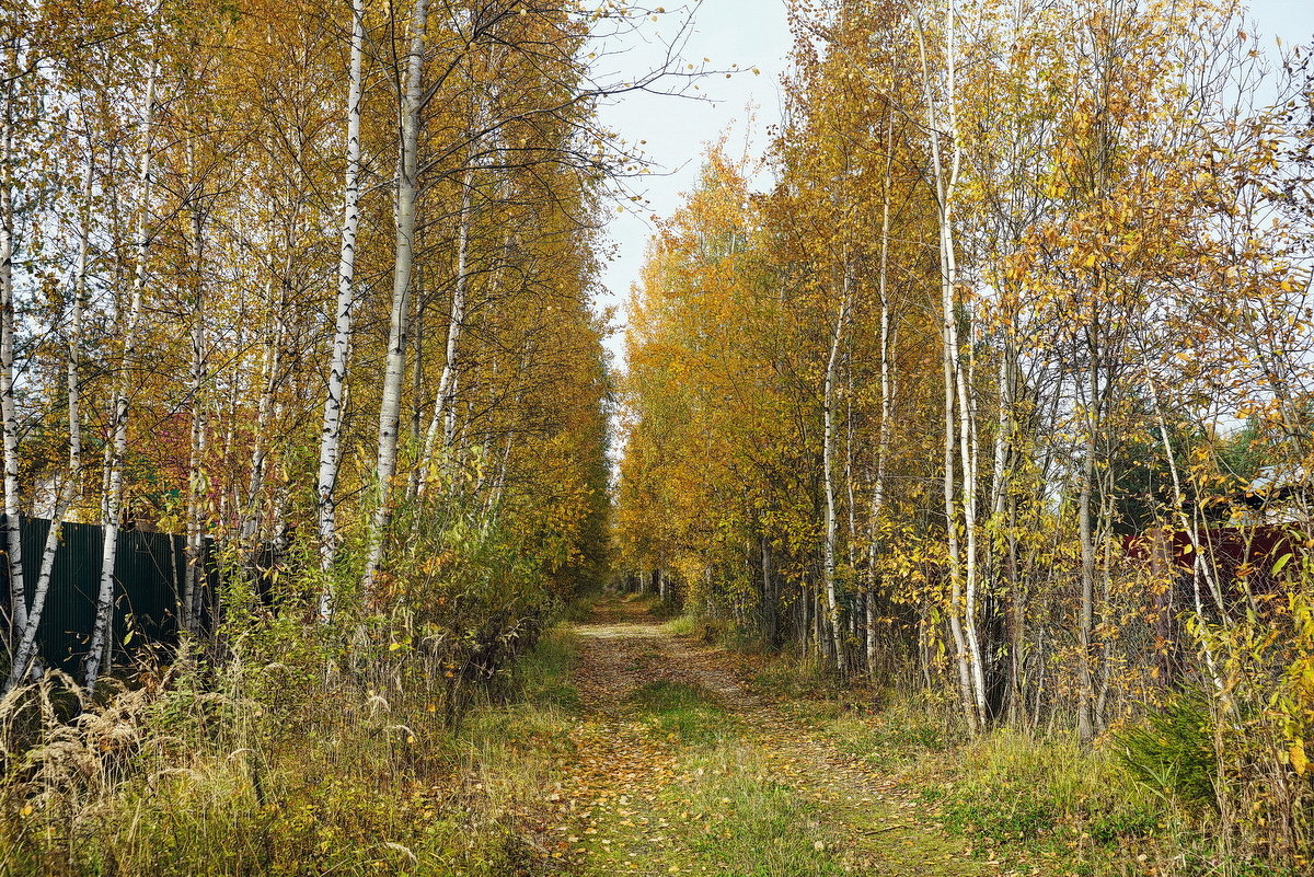 Осеннее, дачное. - Юрий Шувалов