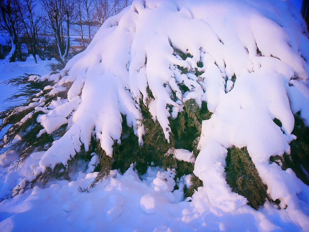 Туя в снегу - Проніна Олена 