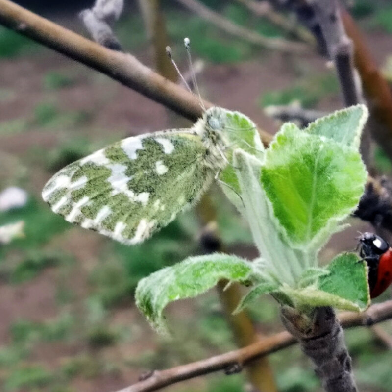 Какая встреча... - Анара 
