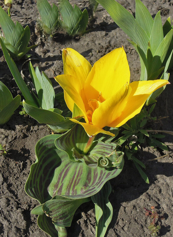 Первый весенний тюльпанчик-малышок) - Тамара Бедай Первый весенний тюльпанчик-малышок) - Тамара Бедай