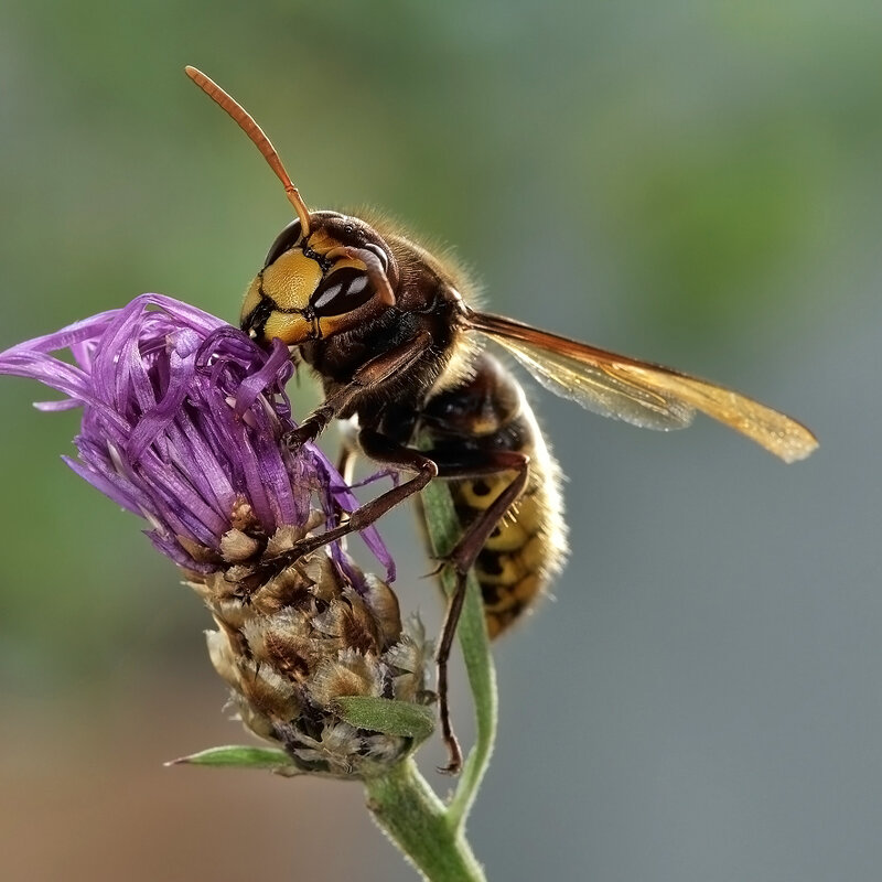 Шершень обыкновенный (лат. Vespa crabro, букв. «оса шершень») - Bo Nik