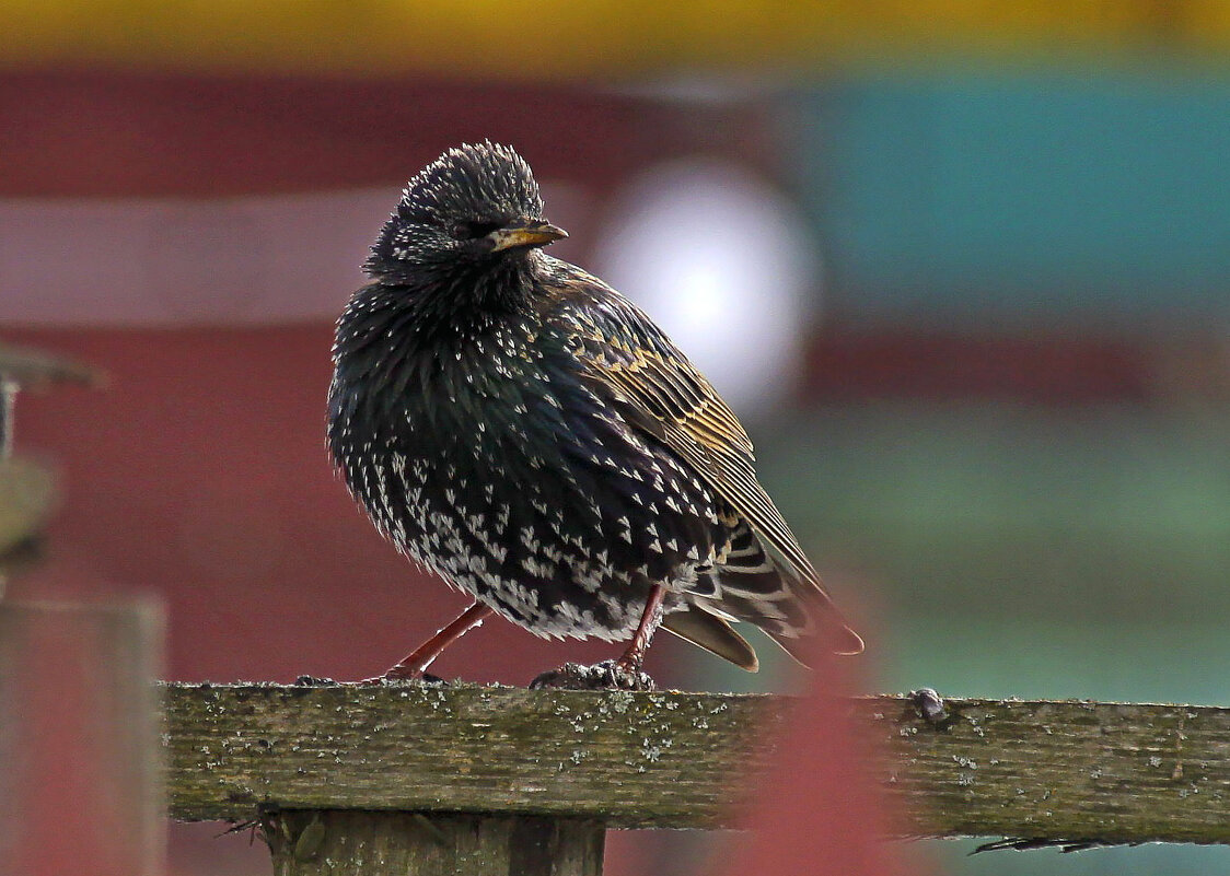 .. - оксана .. - оксана