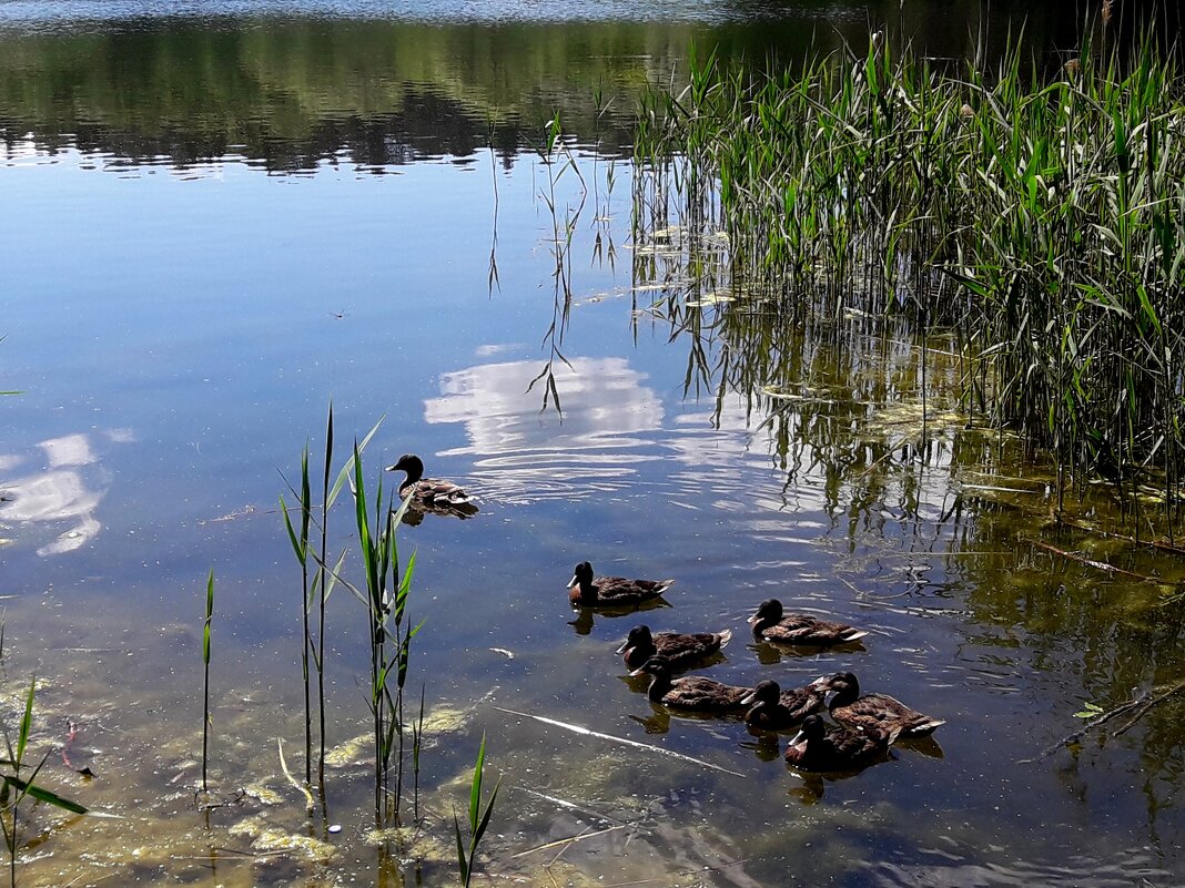 Озеро - Tata Wolf Озеро - Tata Wolf