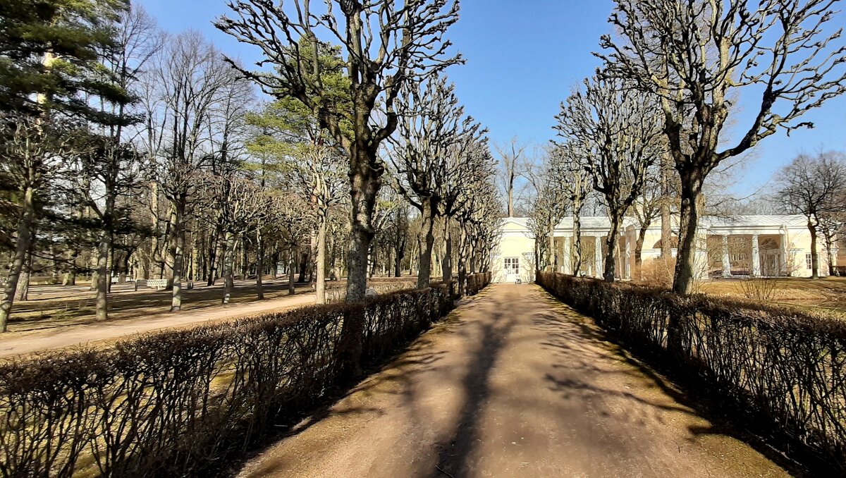 Павловский парк. Март - Наталья Герасимова