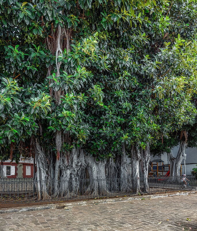 Ficus Macrophylia - Arturs Ancans