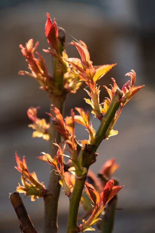 Весенняя роза - Марина 