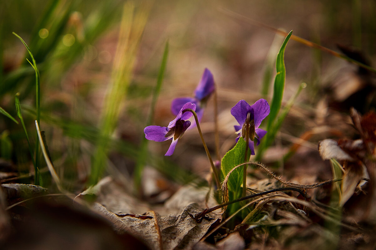 Фиалки - Вера Сафонова