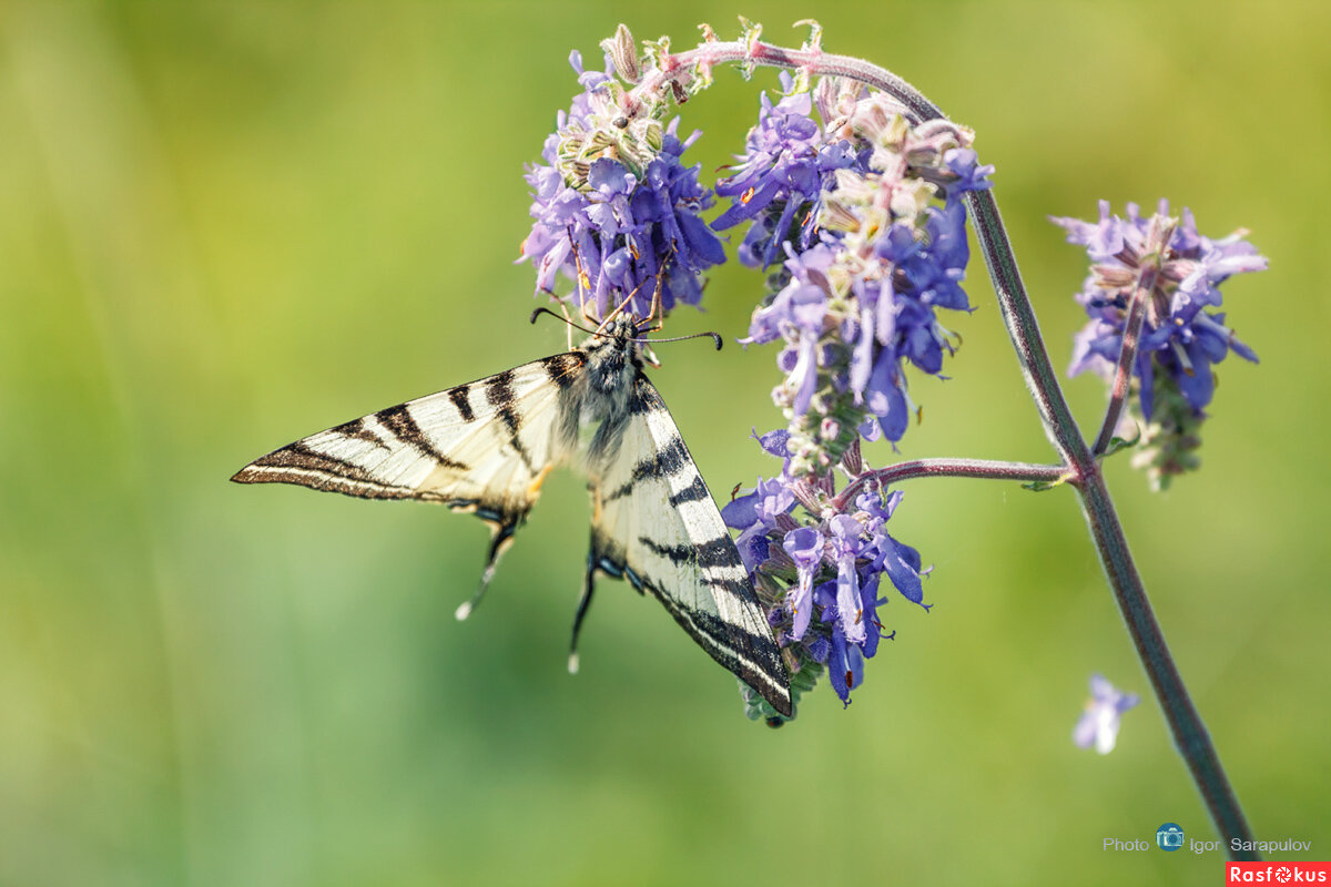 Iphiclides podalirius (Linnaeus, 1758) - Игорь Сарапулов