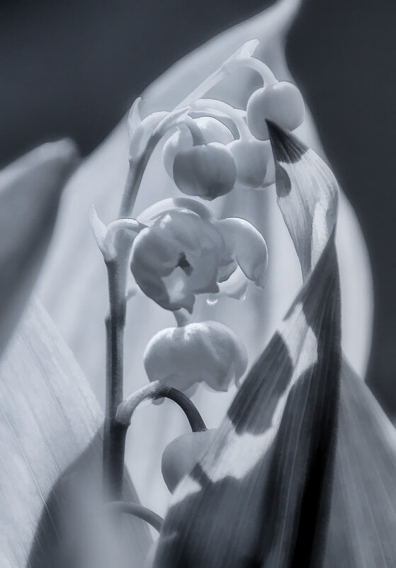 Ландыш серебристый - Alexander Andronik Ландыш серебристый - Alexander Andronik