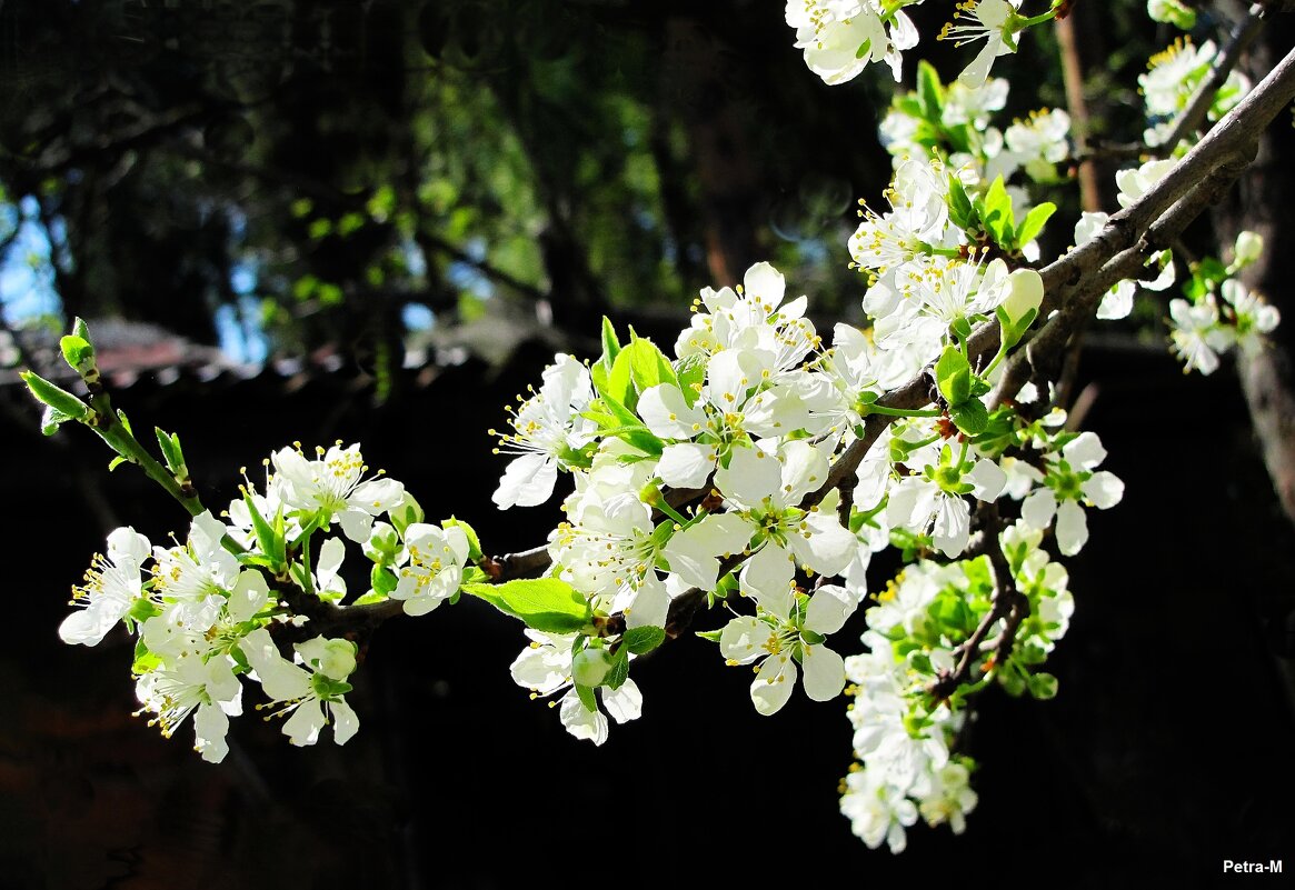 *** - Маргарита *** - Маргарита