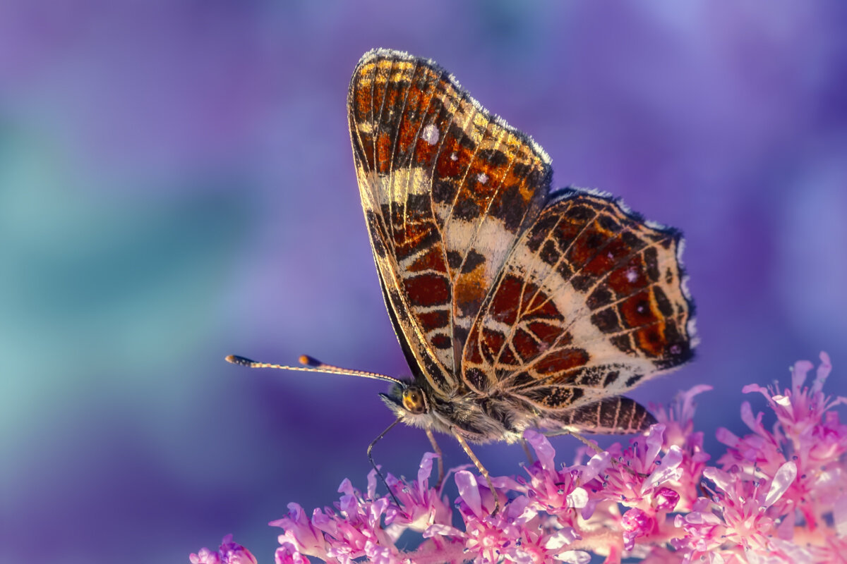 бабочка - Владимир Колесников бабочка - Владимир Колесников