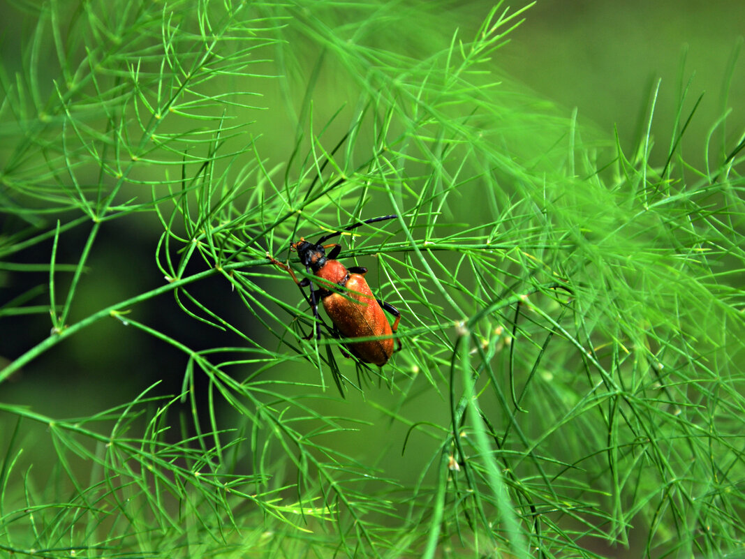 Жучок на спарже - Ольга (crim41evp) Жучок на спарже - Ольга (crim41evp)