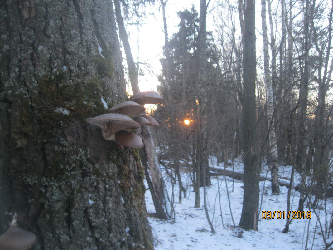 Грибы - Maikl Smit Грибы - Maikl Smit