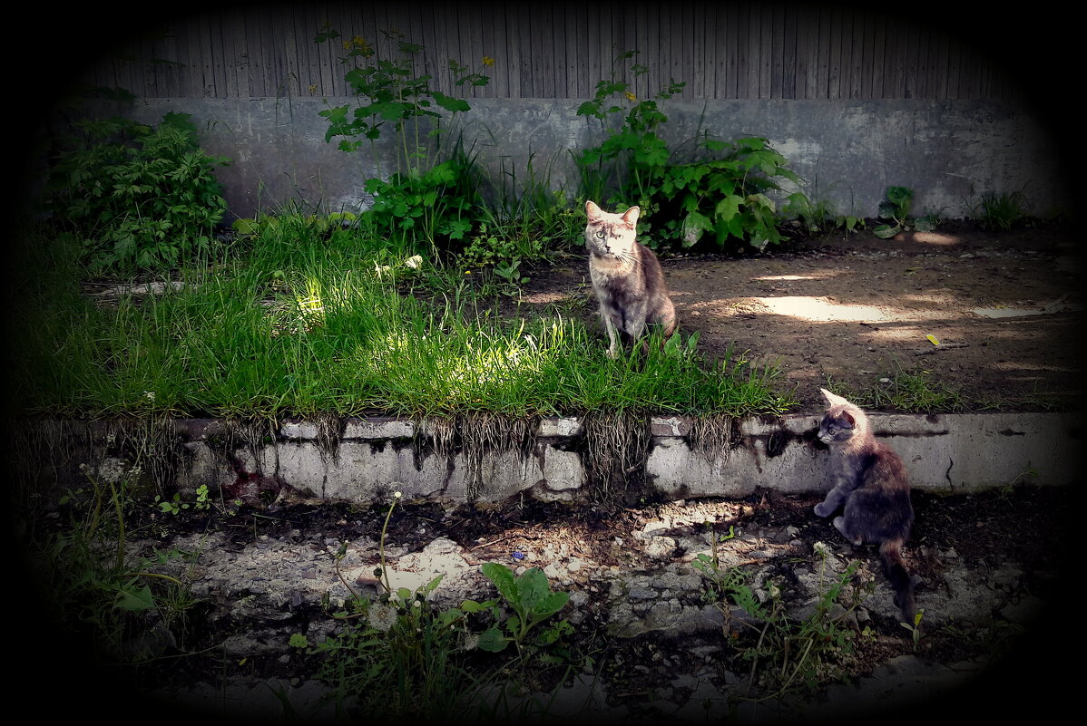 Памяти кошек.......которых уже нет - Любовь 