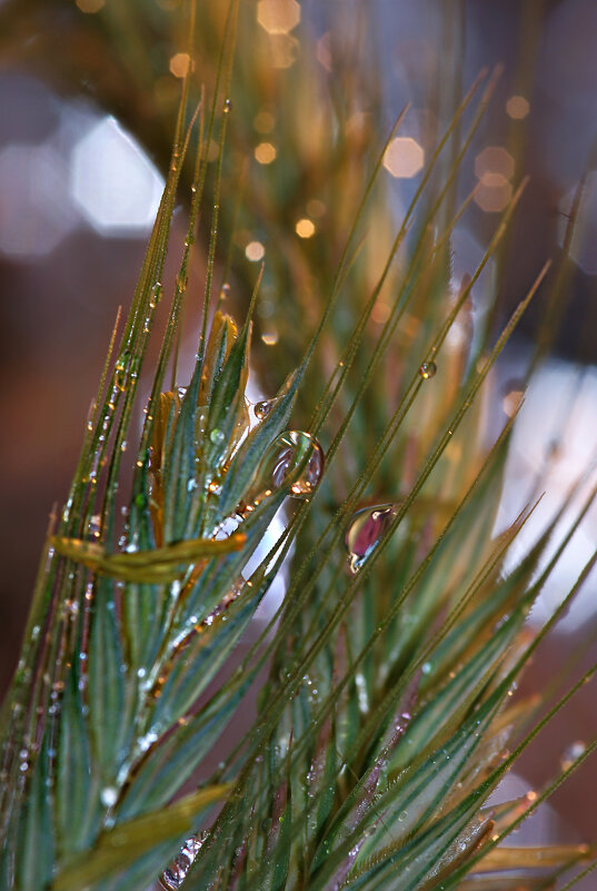 Приходи ко мне, дружо-ок! Посидим, поокаем - Татьяна Кадочникова Приходи ко мне, дружо-ок! Посидим, поокаем - Татьяна Кадочникова