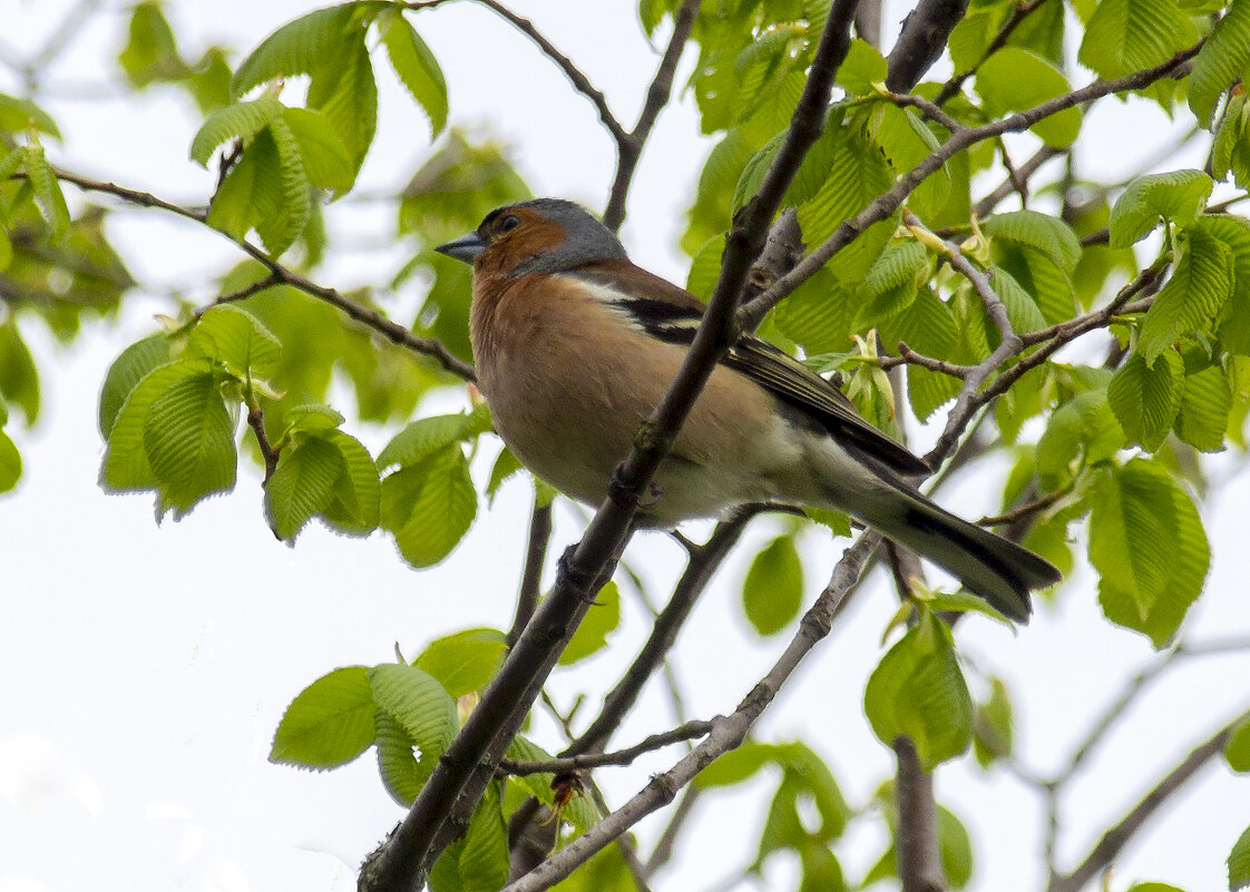 Зяблик - оксана 