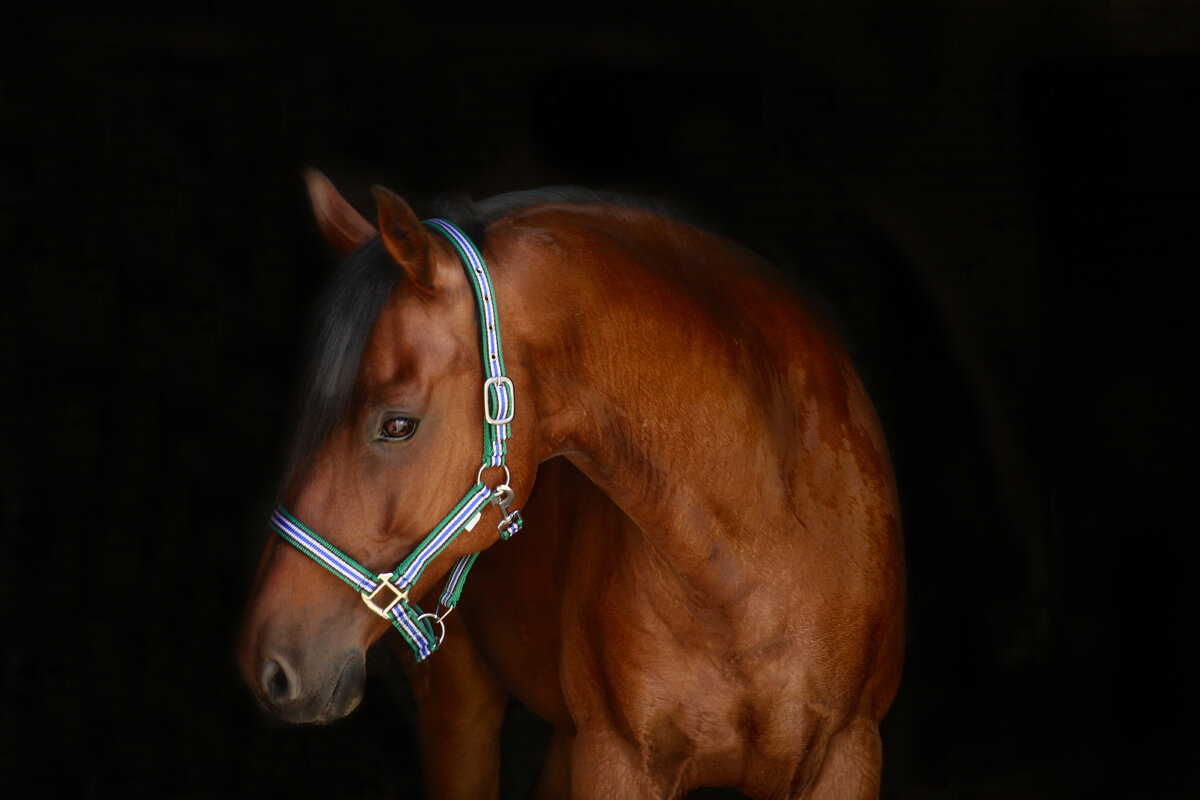 Ланграф Браун - Кристина Щукина