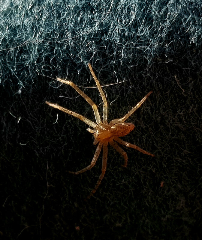 Паучище - Наталья (D.Nat@lia)