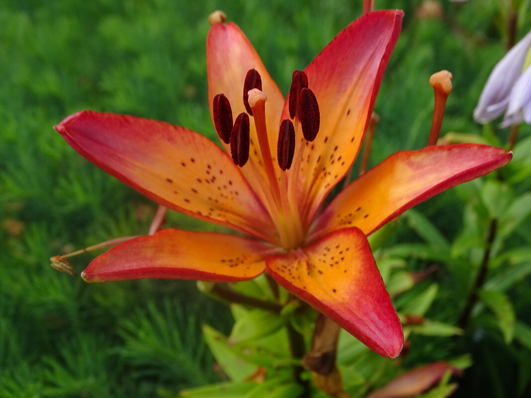 Лилия - Ирина Майорова