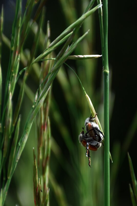 Подсмотрено... - Марина 