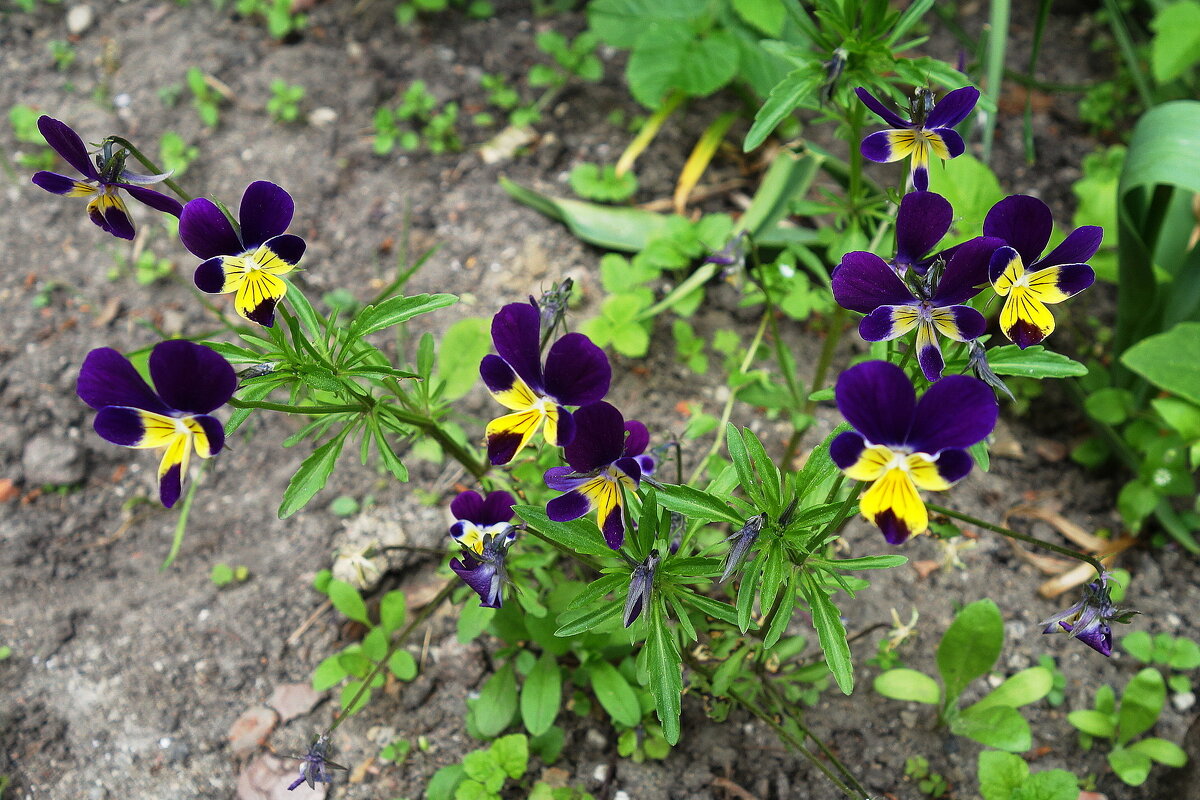 Фиалки - Маргарита Батырева Фиалки - Маргарита Батырева