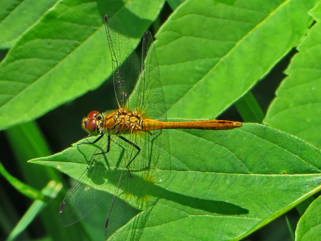 Стрекозы-каменушки, или Сжатобрюхи (лат. Sympetrum)Сжатобрюх южный - ivan 