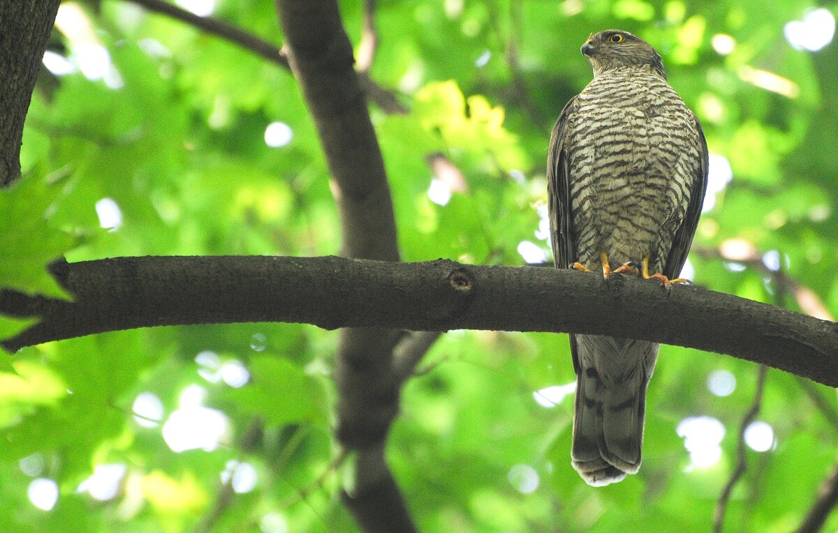 Ястреб-перепелятник(Accipiter nisus) - Иван 