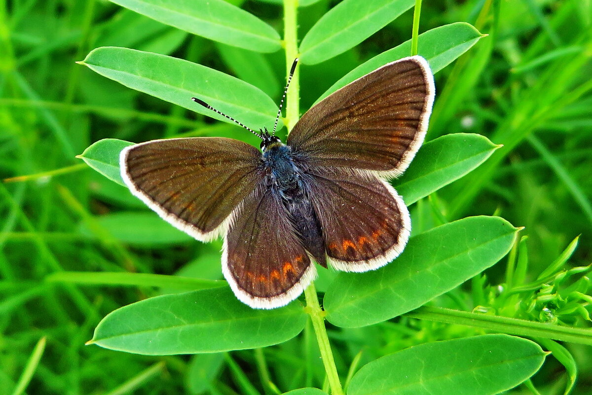 Голубя́нка аргус, или большой аргус (Plebejus argus. - ivan 