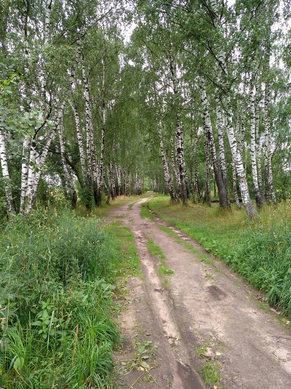 Берёзовая аллея - Леонид Иванчук