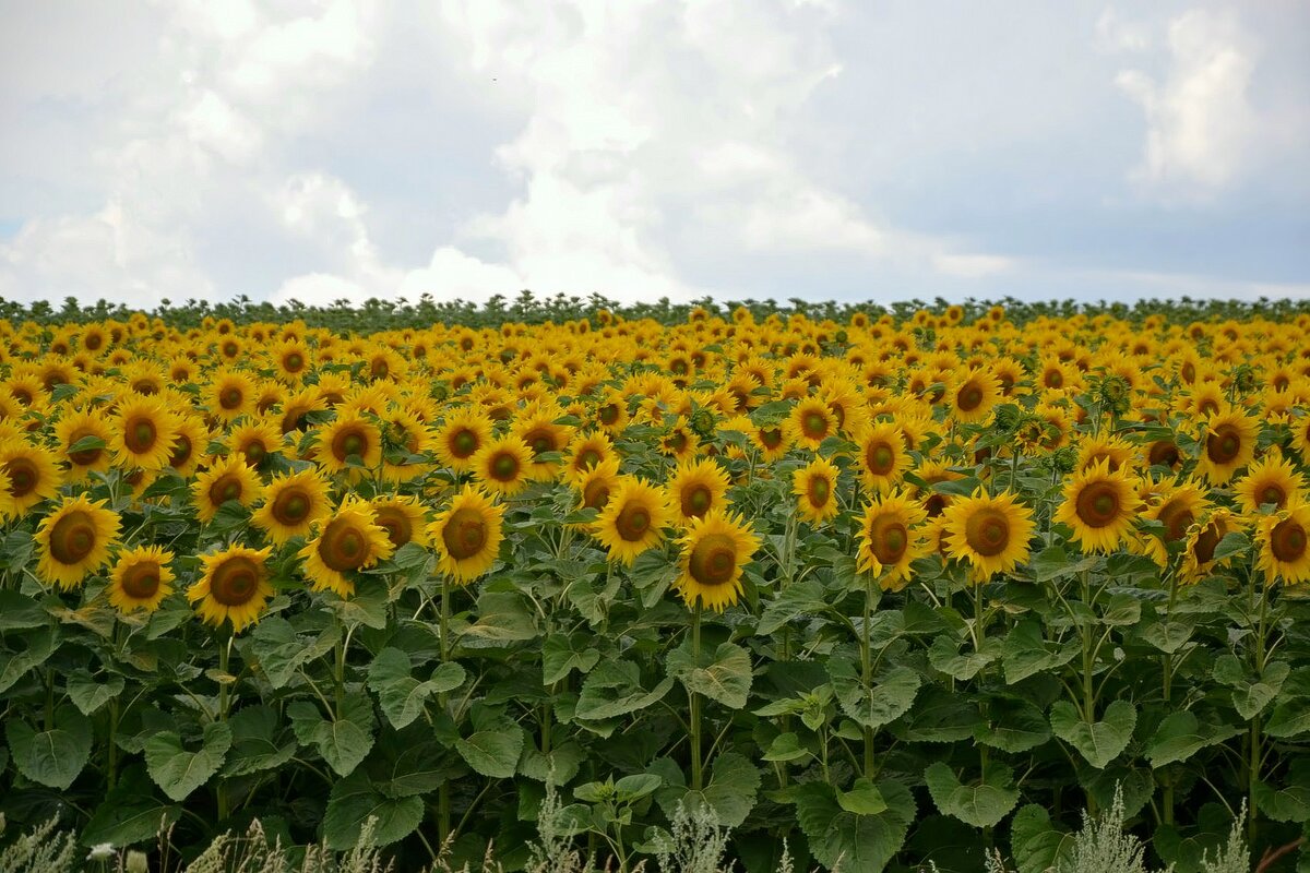 Подсолнухи. - Михаил Столяров