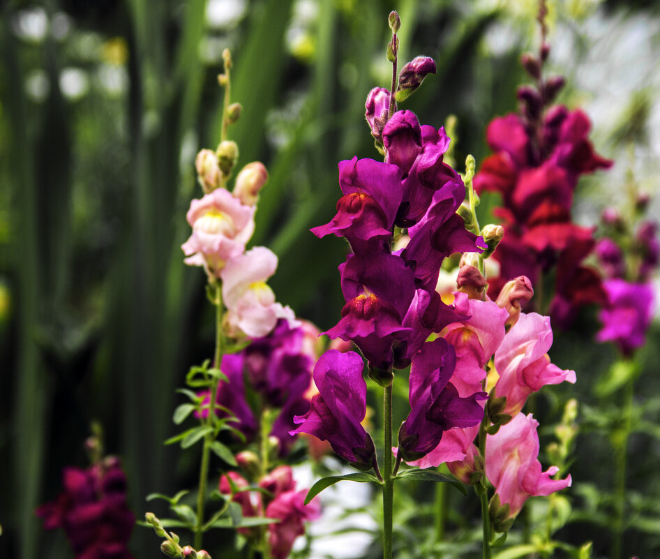 Львиный зев - Андрей К