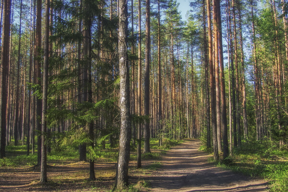 *** - Сергей Могутов *** - Сергей Могутов