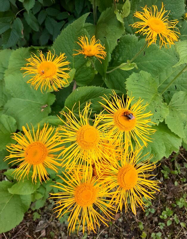 Дороникум, Жёлтая Ромашка - Елена Павлова (Смолова)