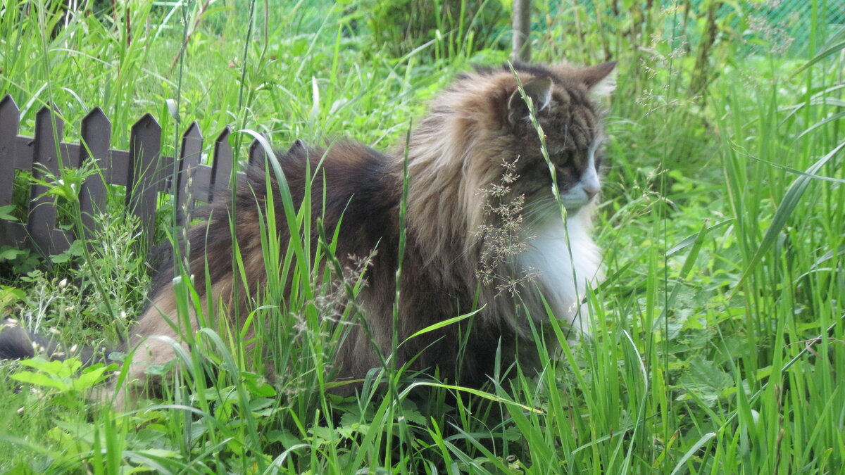 Кот на даче - Маера Урусова Кот на даче - Маера Урусова