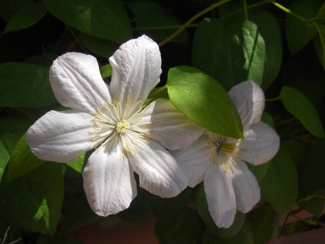 ***** - Галина Квасникова ***** - Галина Квасникова