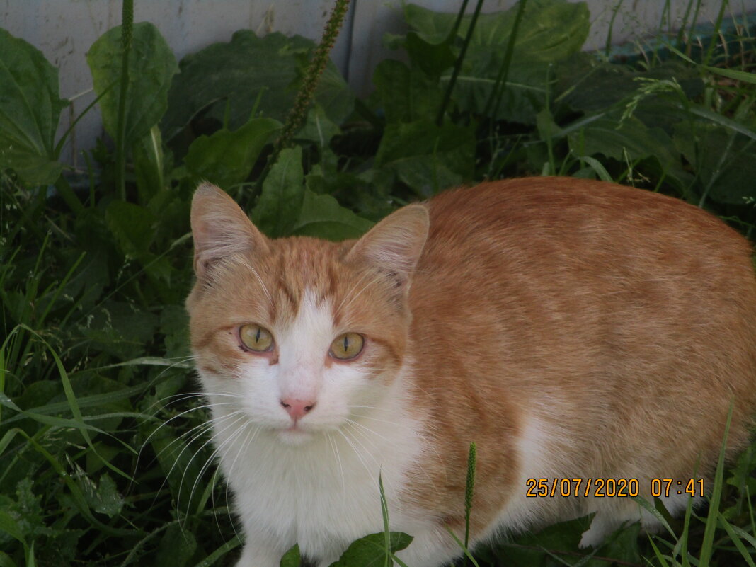 Уличный кот. - Зинаида 