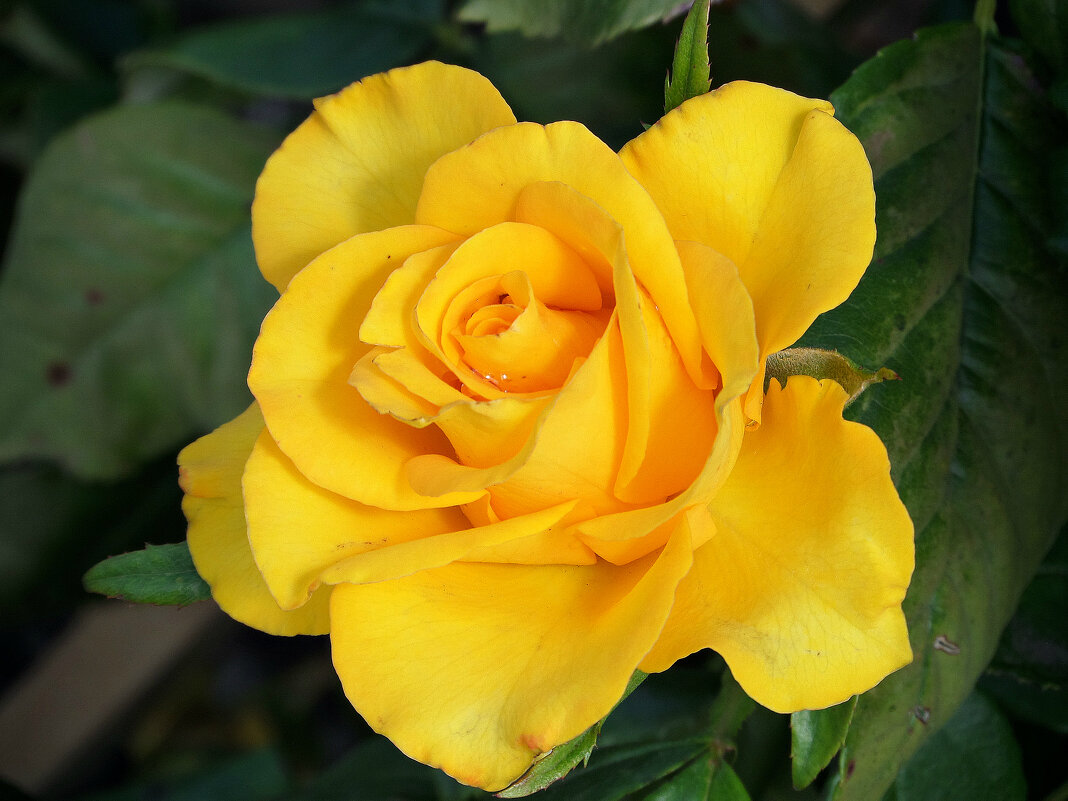 Царица цветов 2 - MarinaKiseleva Царица цветов 2 - MarinaKiseleva