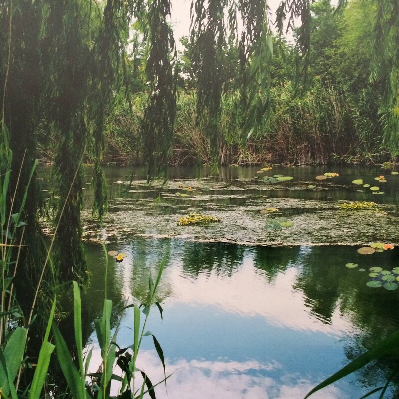 Старый пруд - Novikov38 Новиков