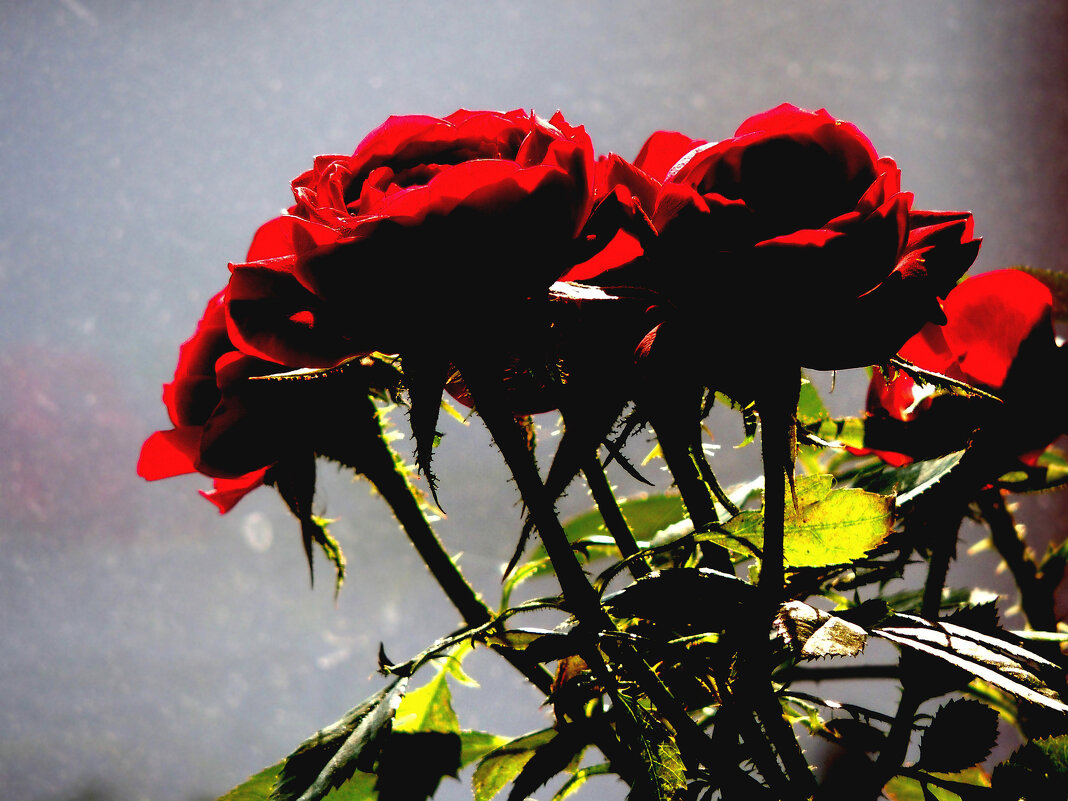 *** - Роман Трофимов