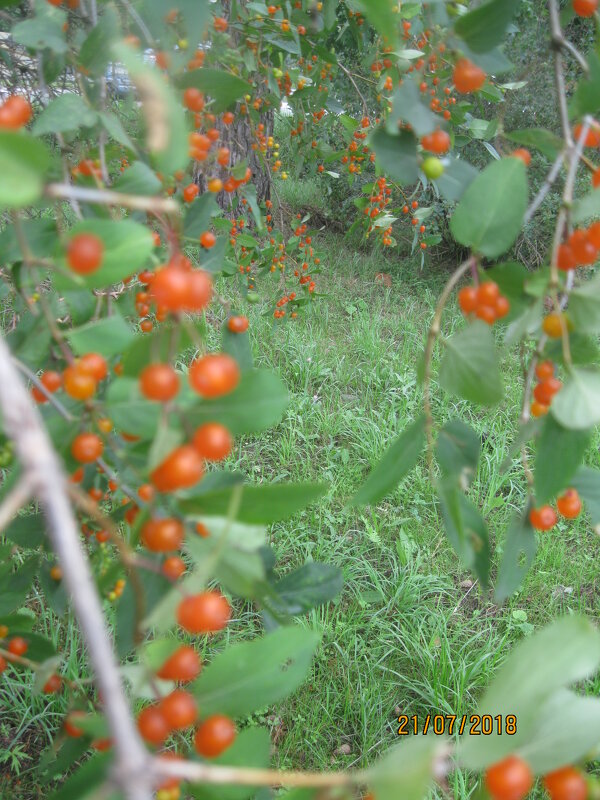 Жимолость - Maikl Smit Жимолость - Maikl Smit