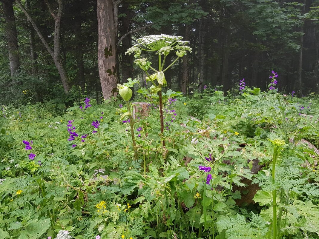 ЛАГО-НАКИ июль 2020 - Tata Wolf ЛАГО-НАКИ июль 2020 - Tata Wolf