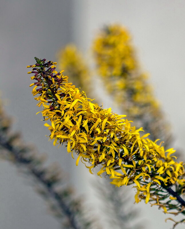 Бузульник - gribushko грибушко Николай Бузульник - gribushko грибушко Николай