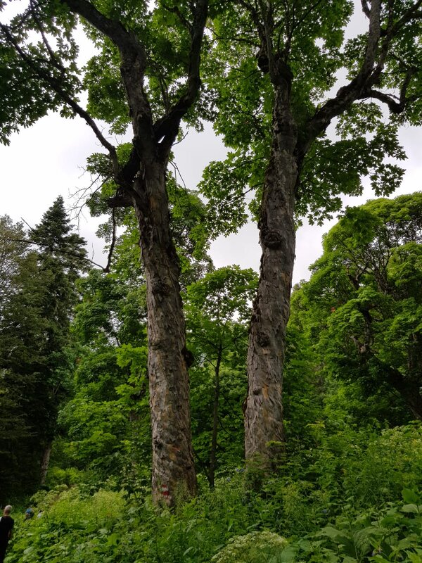 ЛАГО-НАКИ июль 2020 - Tata Wolf