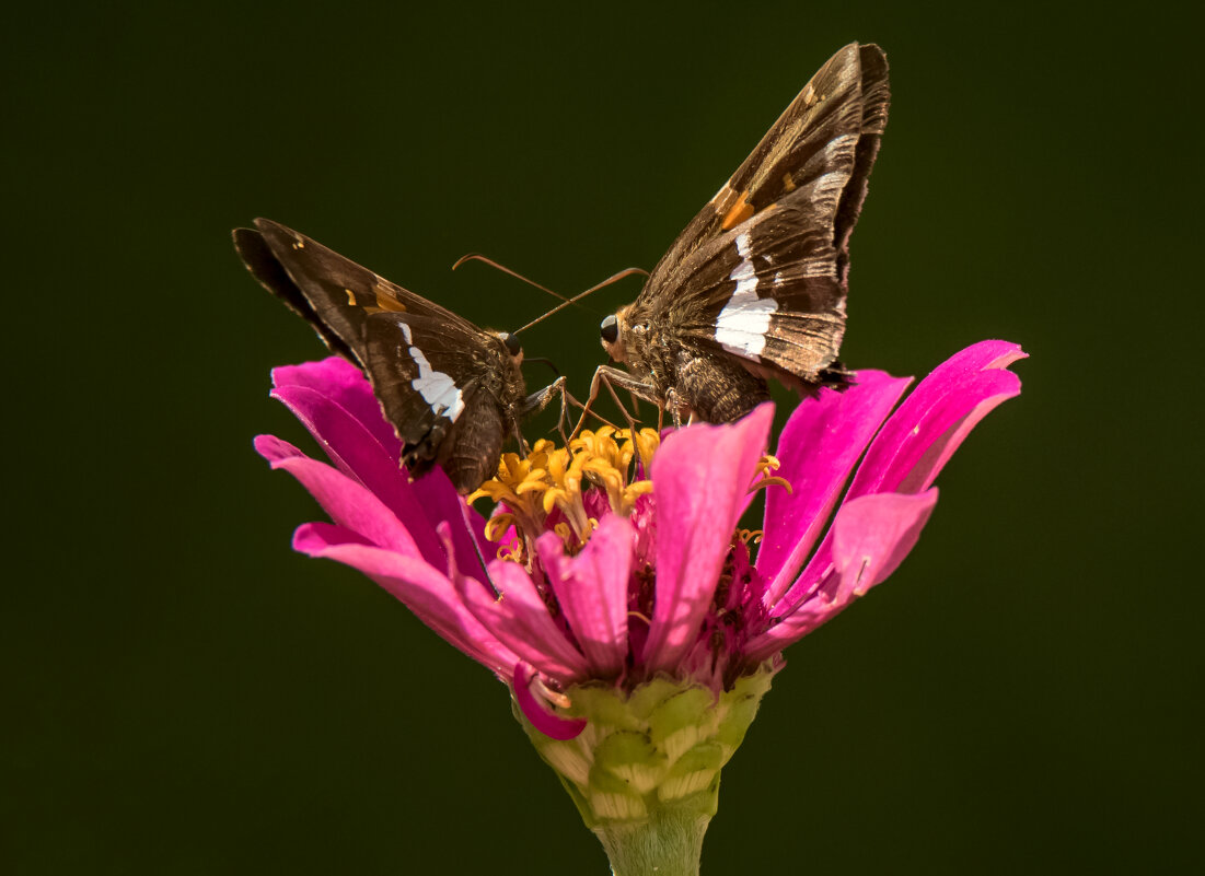 Привет, подружка! - Tatiana Привет, подружка! - Tatiana