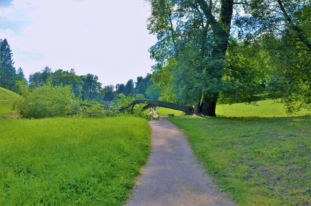Старинная Ива упала прямо на лавочку... - Sergey Gordoff Старинная Ива упала прямо на лавочку... - Sergey Gordoff