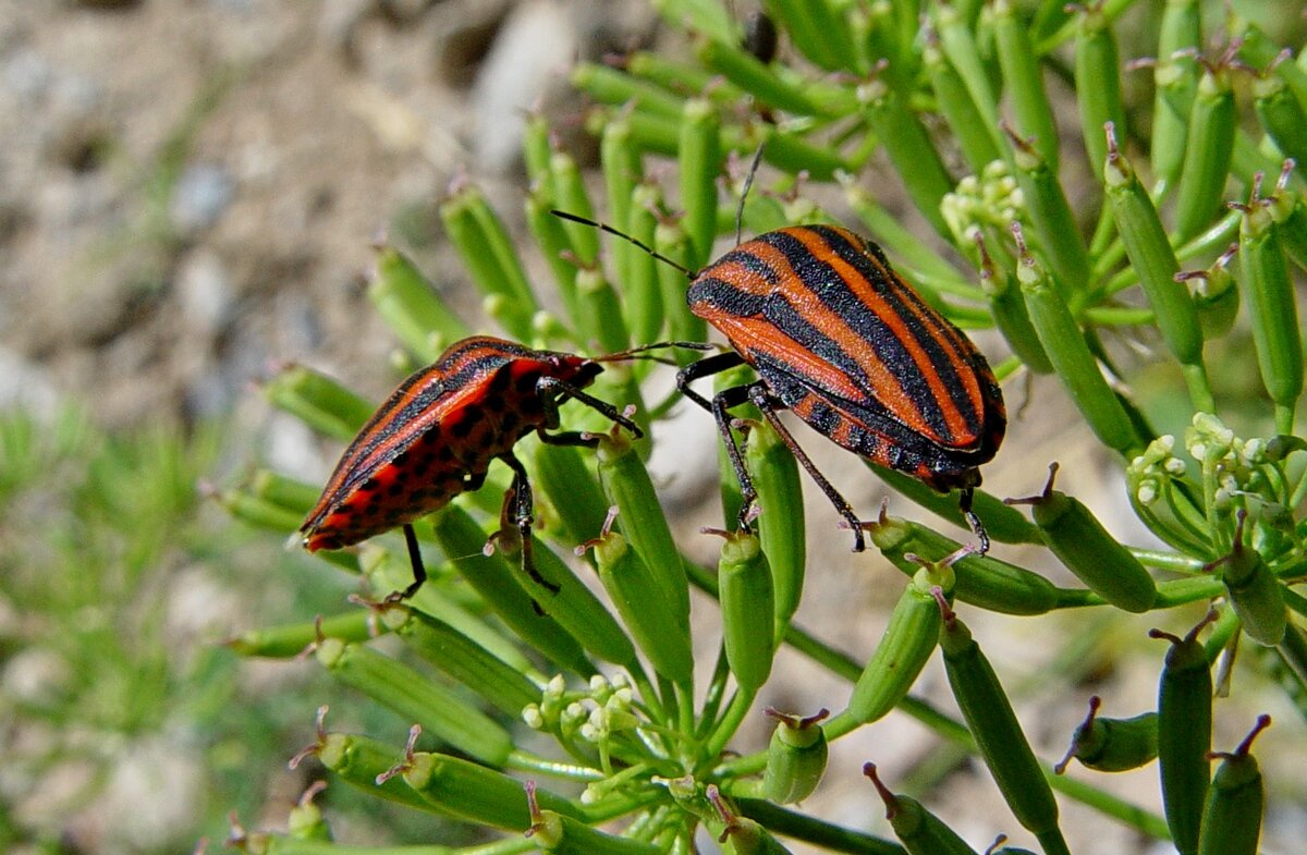 ПО ДОРОГЕ. - Виктор Осипчук ПО ДОРОГЕ. - Виктор Осипчук