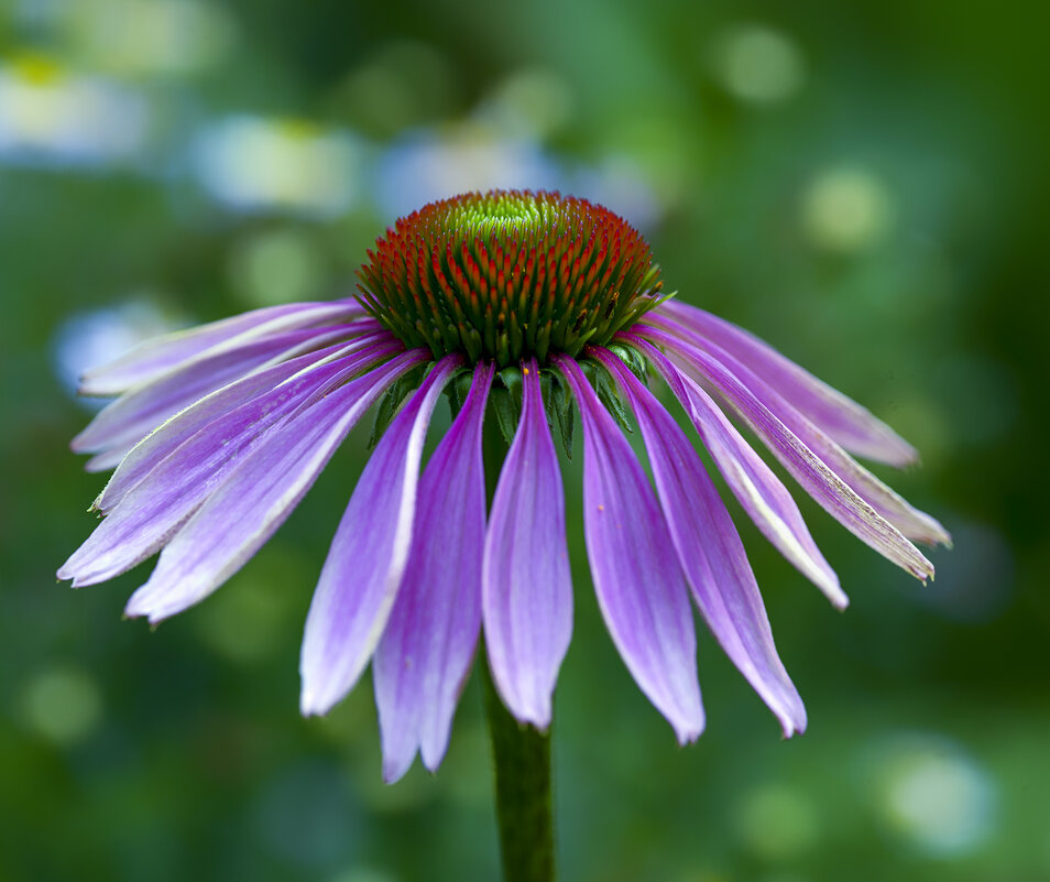 echinacea - Zinovi Seniak