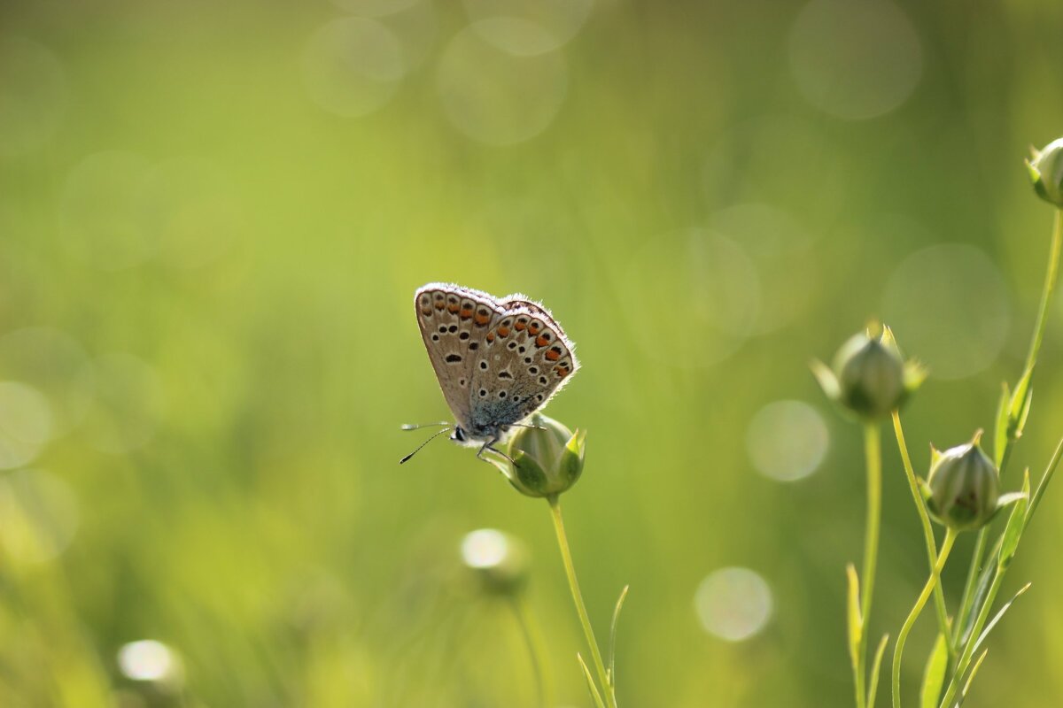 Голубянка - Наталья Бугримова